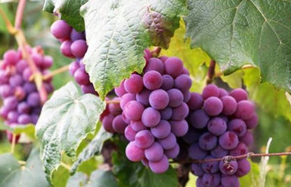 水果生鮮代運(yùn)營公司 水果生鮮代運(yùn)營公司