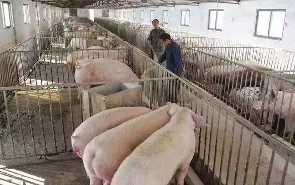 豬肉的品牌營銷策略和品牌定位