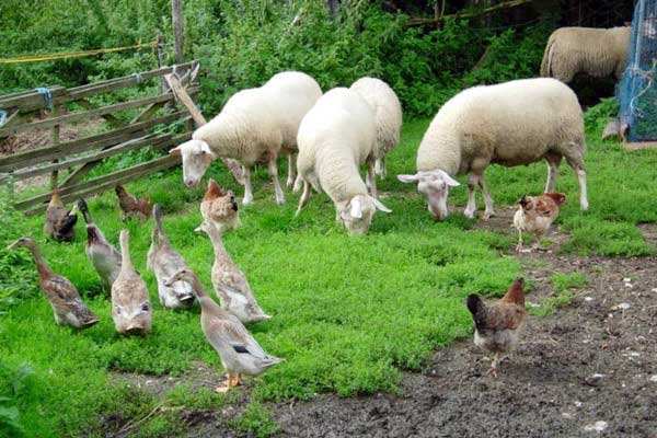 有機農(nóng)業(yè)品牌定位應(yīng)該突出新奇性么？