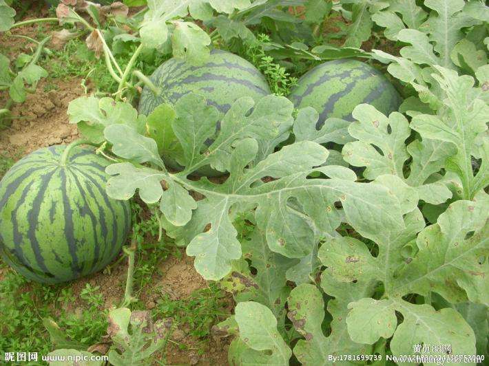 西瓜農(nóng)業(yè)品牌策劃如何做？