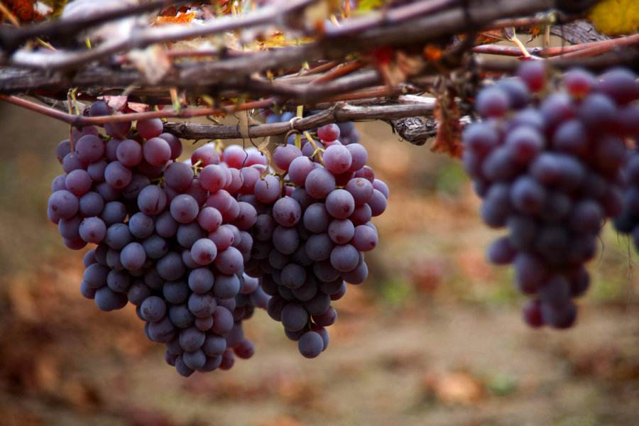 農(nóng)業(yè)品牌營銷：葡萄品牌營銷好做嗎？怎么做呢？