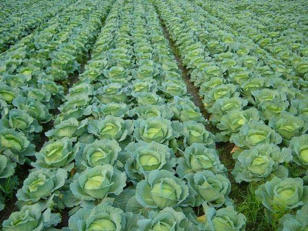 農(nóng)業(yè)品牌策劃的作用是什么呢？