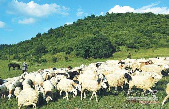 農(nóng)業(yè)品牌策劃公司需要培養(yǎng)這樣的團隊嗎？