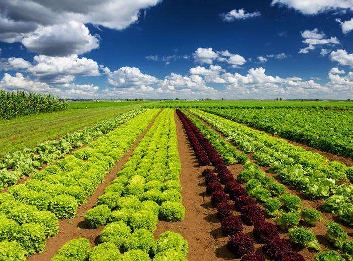 農(nóng)產(chǎn)品品牌設(shè)計有多重要？