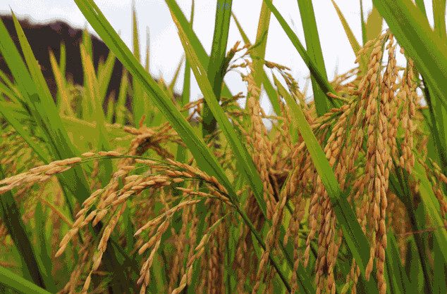 農(nóng)業(yè)品牌策劃公司哪家好？