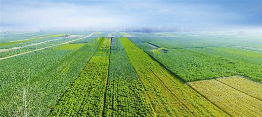 農(nóng)業(yè)品牌策劃,品牌策劃公司 農(nóng)業(yè)品牌策劃,品牌策劃公司