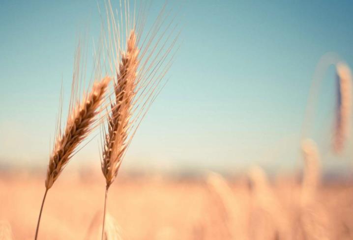 農(nóng)業(yè)發(fā)展戰(zhàn)略策劃 農(nóng)產(chǎn)品品牌策劃設計公司