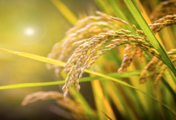 農(nóng)業(yè)發(fā)展戰(zhàn)略策劃 農(nóng)產(chǎn)品品牌策劃設計公司