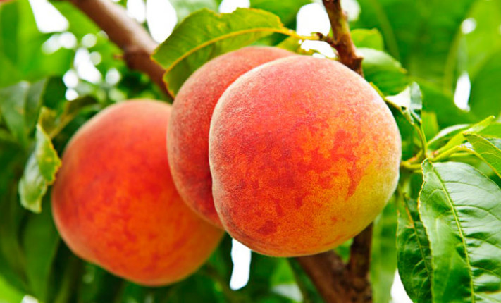 農(nóng)業(yè)全案營(yíng)銷(xiāo)咨詢(xún) 農(nóng)業(yè)全案營(yíng)銷(xiāo)咨詢(xún)