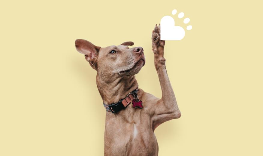 打造寵物護(hù)理品牌