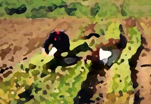 專業(yè)的農業(yè)全案規(guī)劃所具備的原則