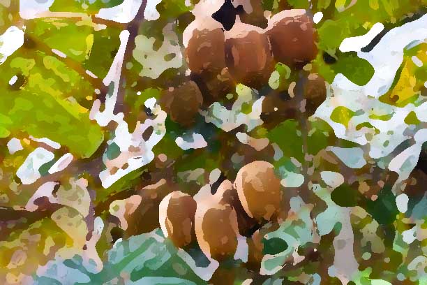 農業(yè)品牌設計需要注意哪些問題?