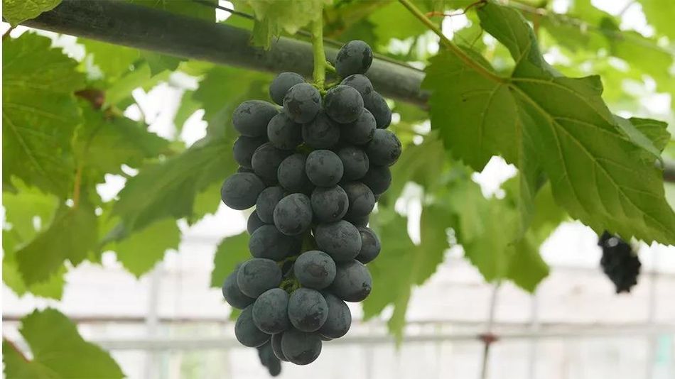 聚焦品牌轉(zhuǎn)型升級，推動馬陸葡萄品牌力持續(xù)向上