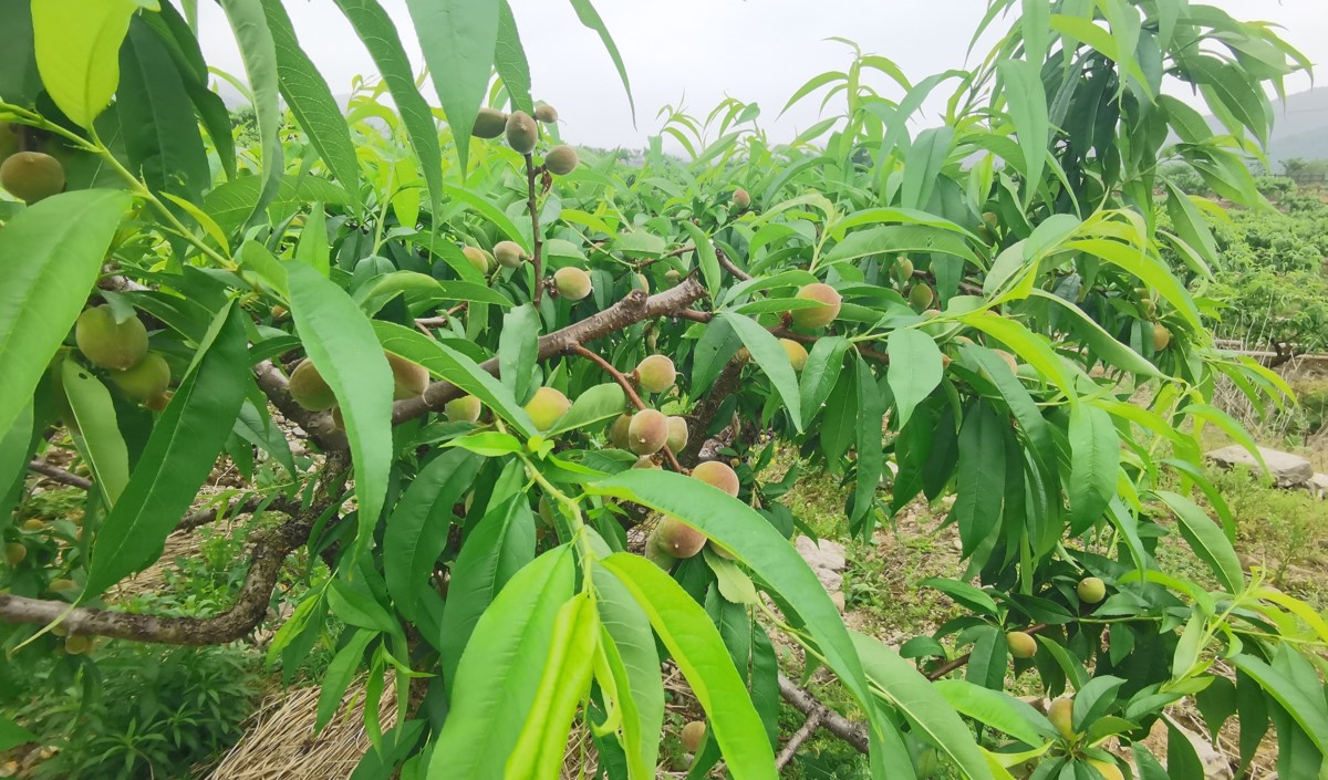 水蜜桃產(chǎn)業(yè)發(fā)展機(jī)會與品牌農(nóng)業(yè)建設(shè)策劃指南 水蜜桃產(chǎn)業(yè)發(fā)展機(jī)會與品牌農(nóng)業(yè)建設(shè)策劃指南